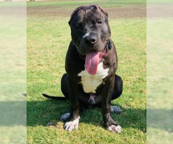 Medium Photo #4 Mutt Puppy For Sale in Ventura, CA, USA