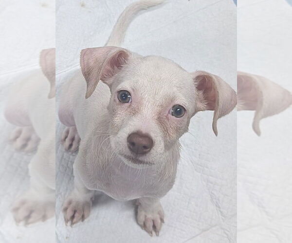 Medium Photo #5 Chihuahua-Unknown Mix Puppy For Sale in San Bernardino, CA, USA