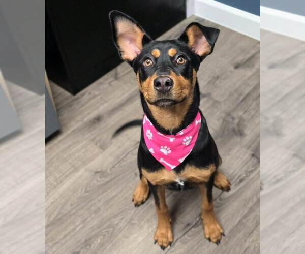 Medium Photo #3 Rottweiler-Unknown Mix Puppy For Sale in Lakewood, CO, USA