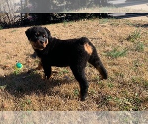 Rottweiler Puppy for Sale in FORT WASHINGTON, Maryland USA