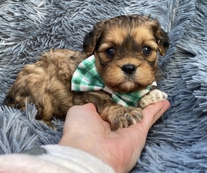 Cavapoo Puppy for sale in CAMPBELLSVILLE, KY, USA