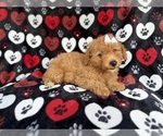 Small #7 Aussiedoodle Miniature 
