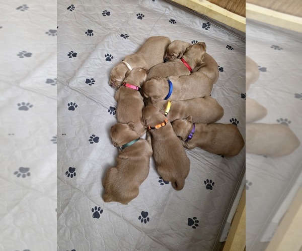 Medium Photo #2 Golden Retriever Puppy For Sale in CALABASH, NC, USA