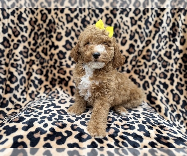 Medium Photo #8 Cock-A-Poo Puppy For Sale in LAKELAND, FL, USA