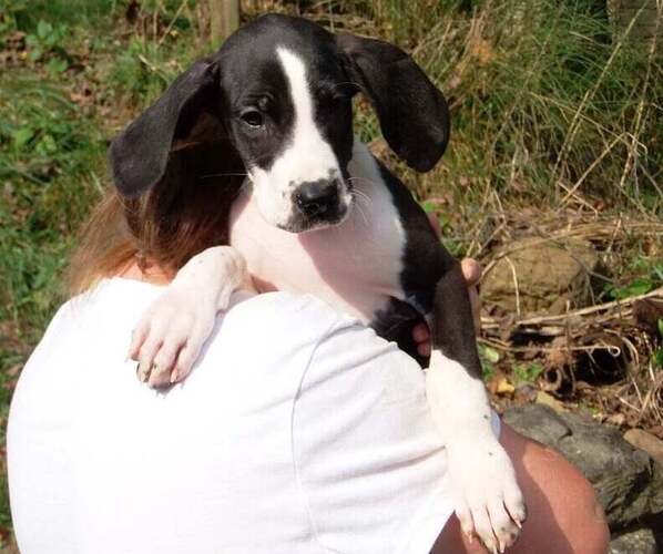 Medium Photo #1 Great Dane Puppy For Sale in SPRAGGS, PA, USA