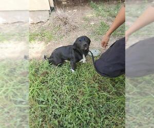 Chihuahua Dogs for adoption in San Antonio, TX, USA
