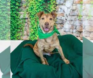 Billy - Male Mutt Dog for Adoption - Photo #2