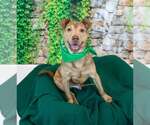 Small Photo #2 Mutt Puppy For Sale in Kennesaw, GA, USA
