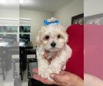 Small Photo #2 Maltipoo Puppy For Sale in LABELLE, FL, USA