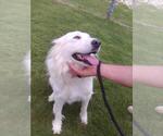 Small #2 Great Pyrenees