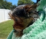Small #2 Yorkshire Terrier