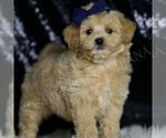 Small #3 Maltipoo