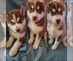 Siberian Husky Puppy for sale in GAINESVILLE, FL, USA