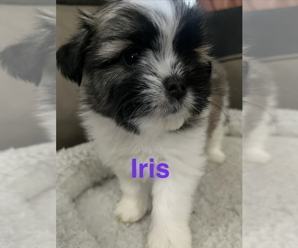 Medium Photo #6 Shiranian Puppy For Sale in AVOCA, MI, USA