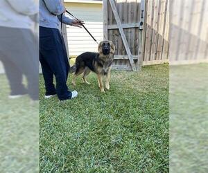 German Shepherd Dog Dogs for adoption in Houston, TX, USA