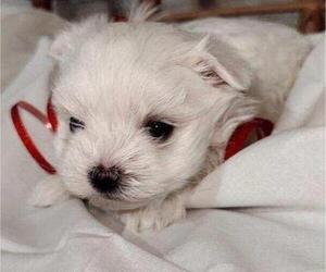 Maltese Puppy for sale in NEW YORK, NY, USA