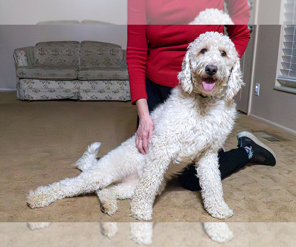 Medium Photo #1 Goldendoodle (Miniature) Puppy For Sale in ROY, UT, USA