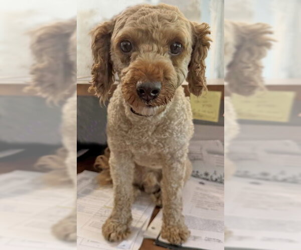 Medium Photo #8 Mutt Puppy For Sale in Arlington, VA, USA