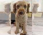 Small Photo #8 Mutt Puppy For Sale in Arlington, VA, USA