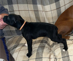 Image preview for Ad Listing. Nickname: Lexi