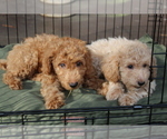 Small #7 Goldendoodle