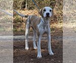 Small Photo #2 Pointer-Unknown Mix Puppy For Sale in Wetumpka, AL, USA