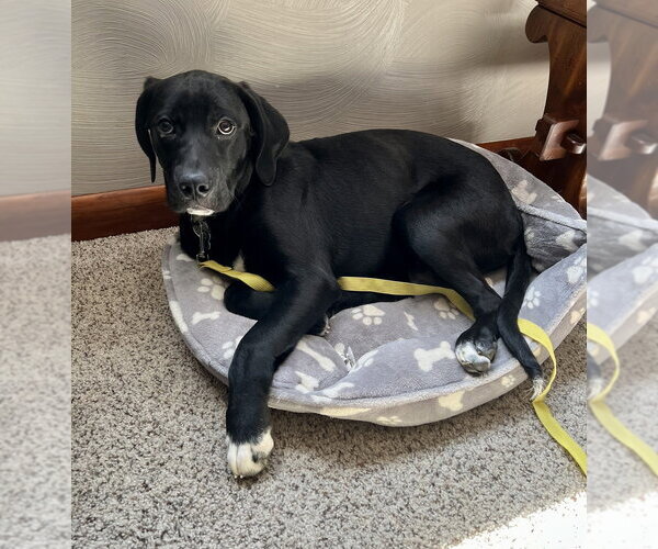 Medium Photo #2 Great Dane-Retriever  Mix Puppy For Sale in Springdale, PA, USA