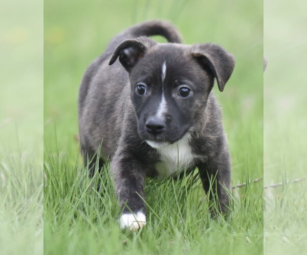 Medium Photo #5 Chihuahua-Unknown Mix Puppy For Sale in Mechanicsburg, PA, USA