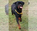 Small #1 Rottweiler