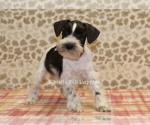 Schnauzer (Miniature) Puppy for sale in DENVER, PA, USA