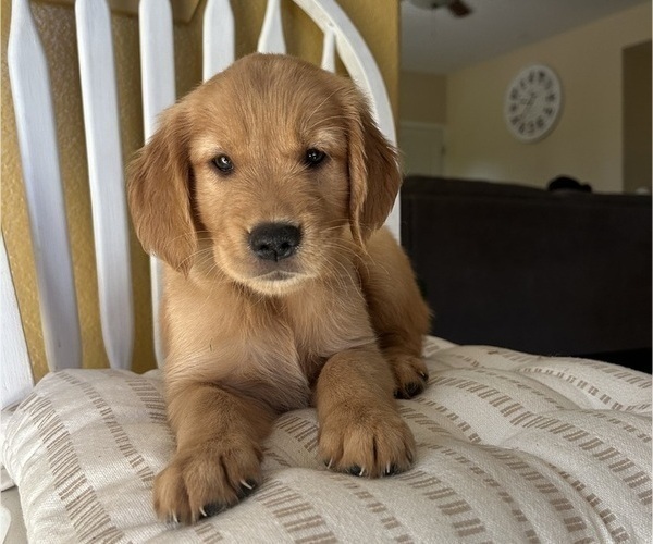 Medium Photo #4 Golden Retriever Puppy For Sale in SACRAMENTO, CA, USA