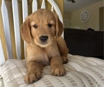 Small #3 Golden Retriever
