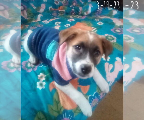 Medium Photo #16 Mutt Puppy For Sale in Apple Valley, CA, USA