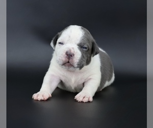 American Bully Puppy for sale in CHAMPAIGN, IL, USA