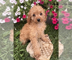 Cavapoo mix (+ Poodle Miniature) Puppy for sale in MIDDLEBURY, IN, USA