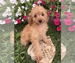 Image preview for Ad Listing. Nickname: Rosie