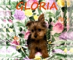 Small #1 YorkiePoo