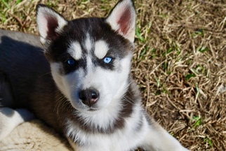 Siberian Husky Puppy for sale in WINDSOR, MO, USA