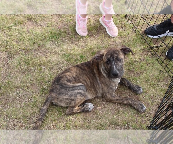 Medium Photo #5 Labrador Retriever-Plott Hound Mix Puppy For Sale in McDonough, GA, USA