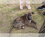 Small #4 Labrador Retriever-Plott Hound Mix