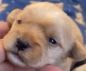 Shorkie Tzu Puppy for sale in COLFAX, CA, USA