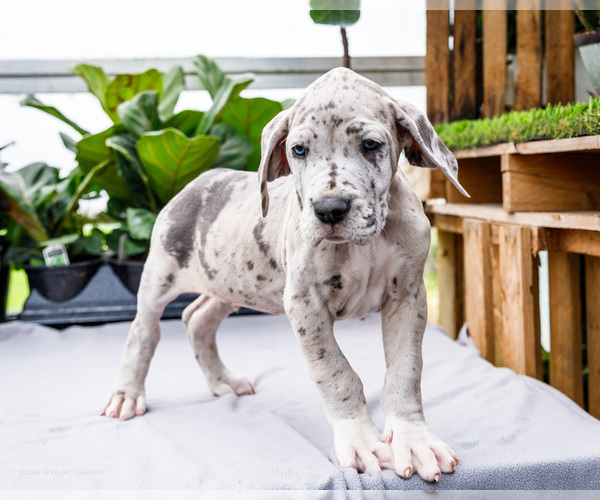 Medium Photo #9 Great Dane Puppy For Sale in WAKARUSA, IN, USA