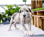 Small #8 Great Dane