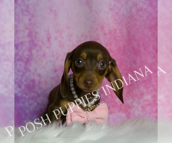 Medium Photo #2 Dachshund Puppy For Sale in WARSAW, IN, USA