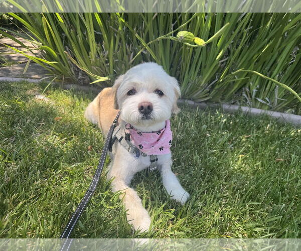 Medium Photo #1 Poodle (Miniature)-Unknown Mix Puppy For Sale in Santa Clara, CA, USA