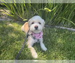 Small Poodle (Miniature) Mix