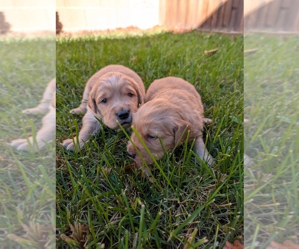 Medium Photo #3 Golden Retriever Puppy For Sale in SACRAMENTO, CA, USA