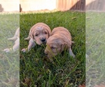 Small #2 Golden Retriever