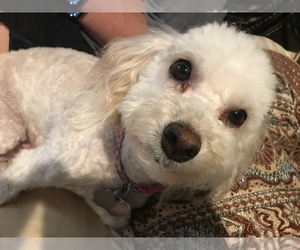 Mother of the Maltese-Maltipoo Mix puppies born on 06/25/2019