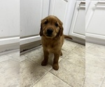 Small Photo #3 Golden Retriever Puppy For Sale in JACKSONVILLE, FL, USA